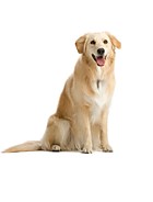 Artigos para Cachorros