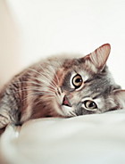 Acessórios & Roupas para Gatos