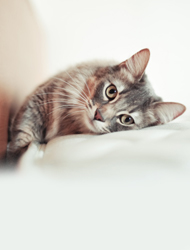 Acessórios & Roupas para Gat...